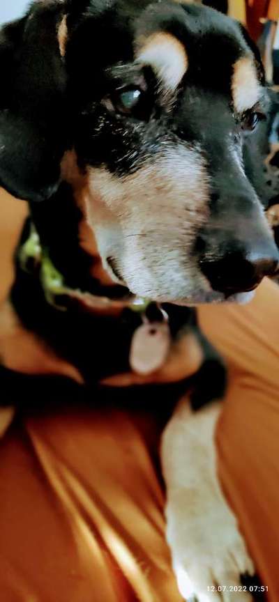 Liebhaber des Deutschen Pinscher gesucht.-Beitrag-Bild