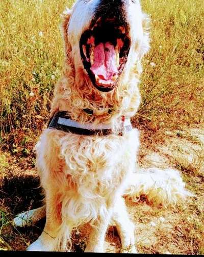 Dogorama Photo Challenge - Mäulchen auf-Beitrag-Bild