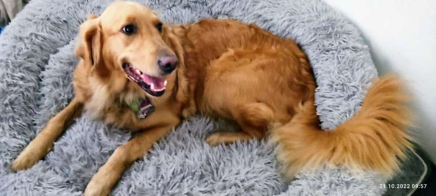Wo sind die Golden Retriever Liebhaber?-Beitrag-Bild