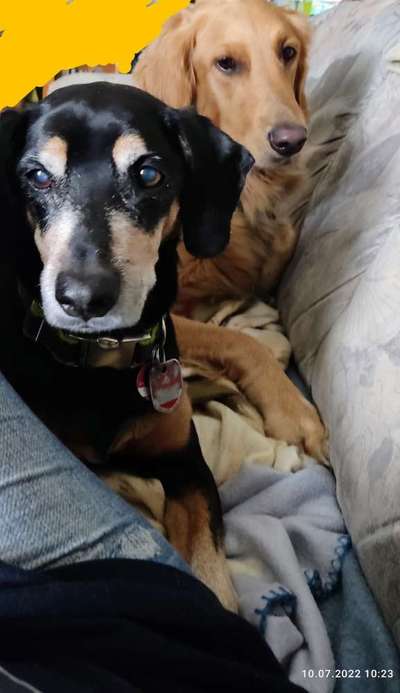 Liebhaber des Deutschen Pinscher gesucht.-Beitrag-Bild