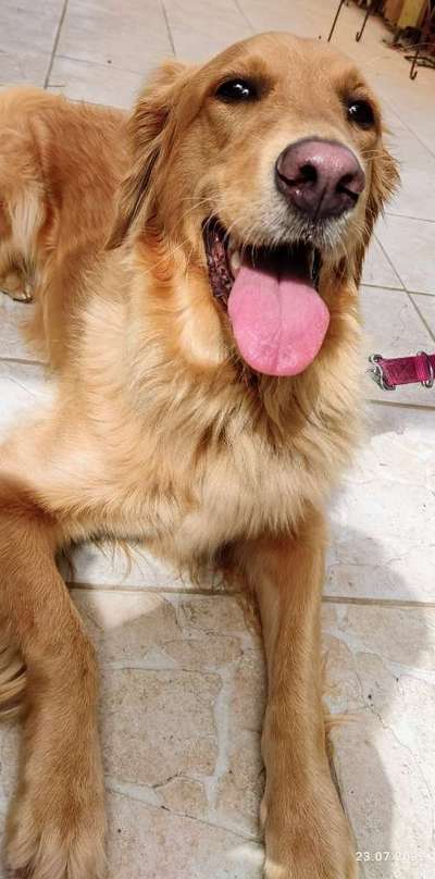 Wo sind die Golden Retriever Liebhaber?-Beitrag-Bild