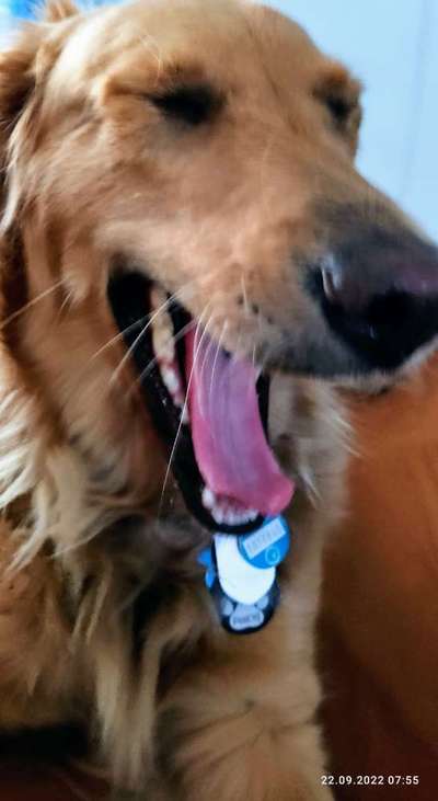 Dogorama Photo Challenge - Mäulchen auf-Beitrag-Bild