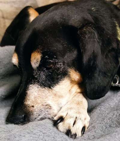 Liebhaber des Deutschen Pinscher gesucht.-Beitrag-Bild