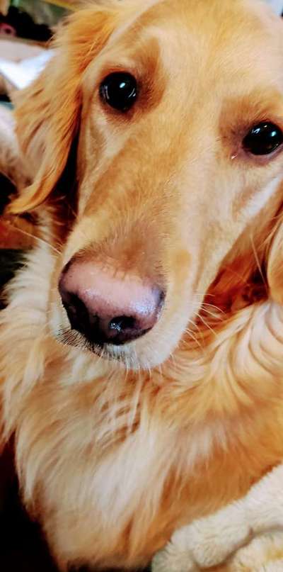 Wo sind die Golden Retriever Liebhaber?-Beitrag-Bild