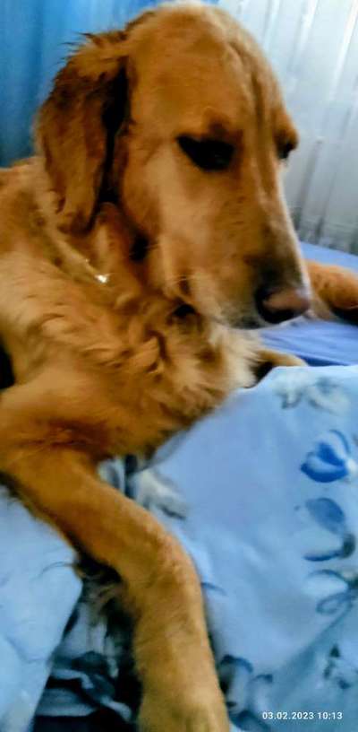 Wo sind die Golden Retriever Liebhaber?-Beitrag-Bild