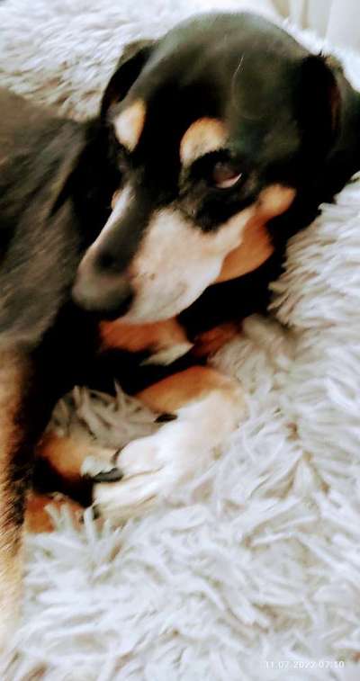 Liebhaber des Deutschen Pinscher gesucht.-Beitrag-Bild