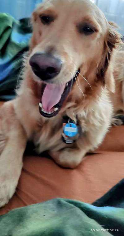 Wo sind die Golden Retriever Liebhaber?-Beitrag-Bild