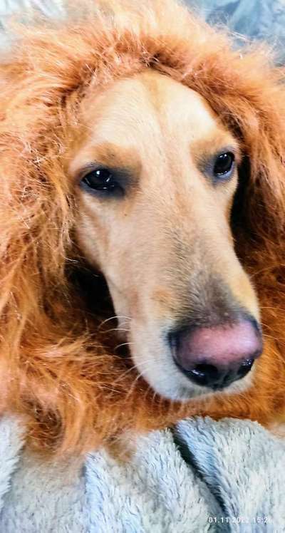 Wo sind die Golden Retriever Liebhaber?-Beitrag-Bild