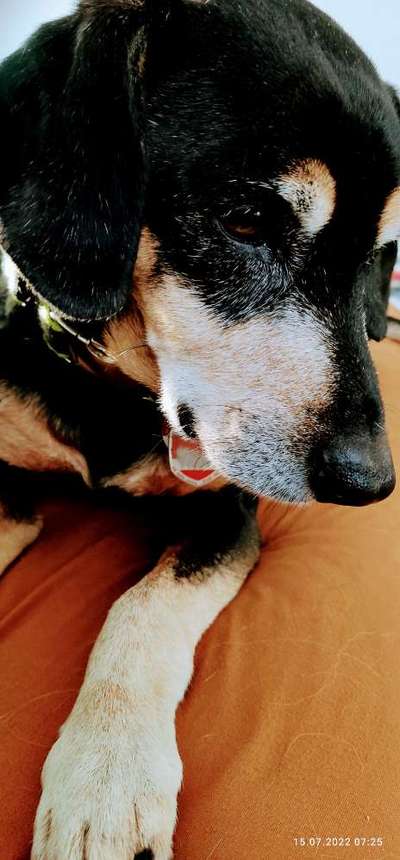 Liebhaber des Deutschen Pinscher gesucht.-Beitrag-Bild