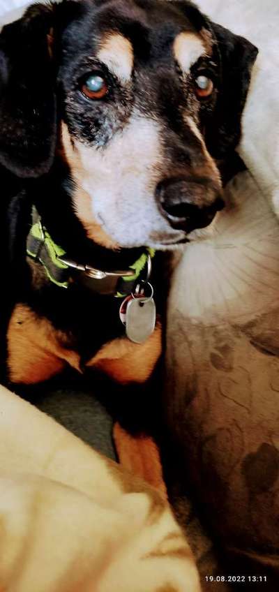 Liebhaber des Deutschen Pinscher gesucht.-Beitrag-Bild