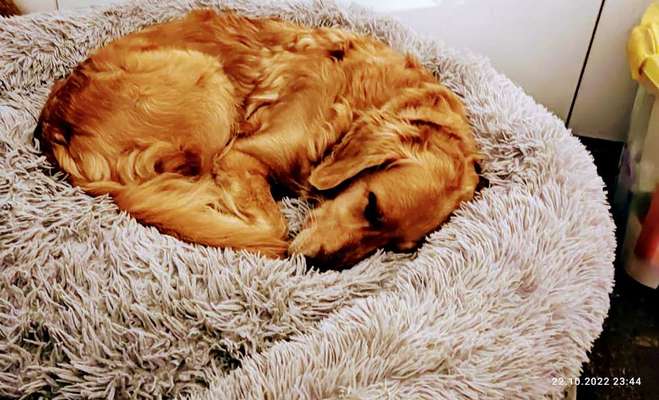 Wo sind die Golden Retriever Liebhaber?-Beitrag-Bild