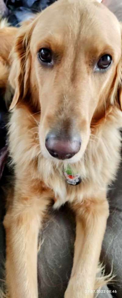 Wo sind die Golden Retriever Liebhaber?-Beitrag-Bild