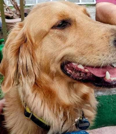 Wo sind die Golden Retriever Liebhaber?-Beitrag-Bild