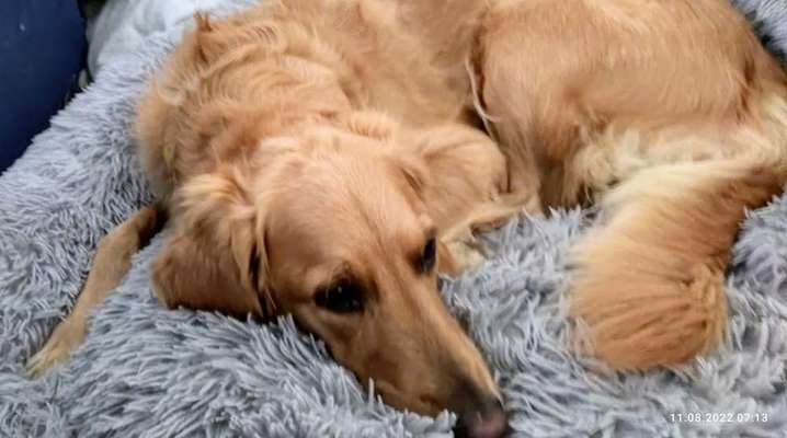 Wo sind die Golden Retriever Liebhaber?-Beitrag-Bild