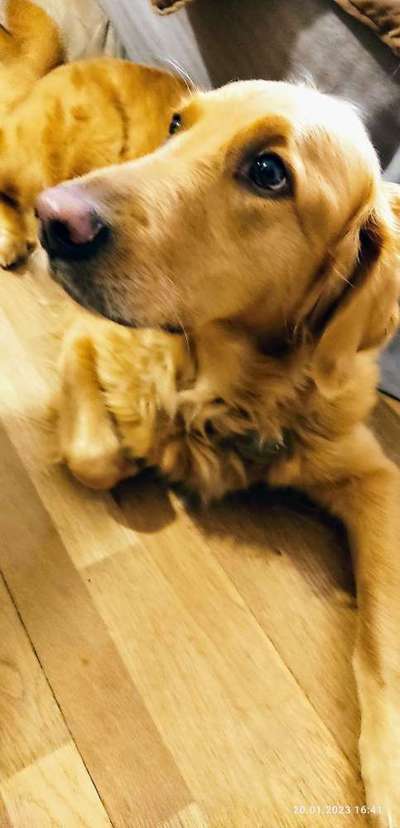 Wo sind die Golden Retriever Liebhaber?-Beitrag-Bild