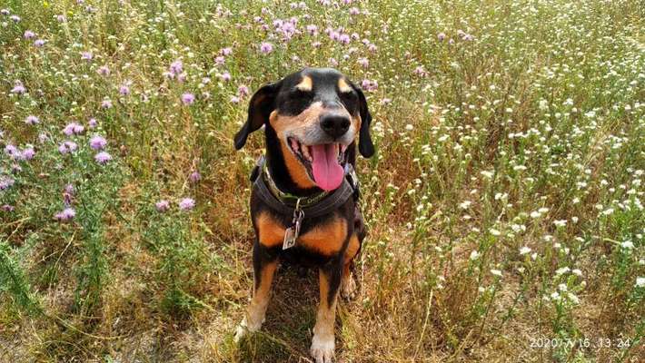 Dogorama Photo Challenge - Mäulchen auf-Beitrag-Bild