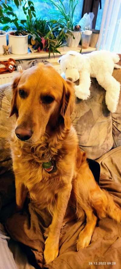 Wo sind die Golden Retriever Liebhaber?-Beitrag-Bild