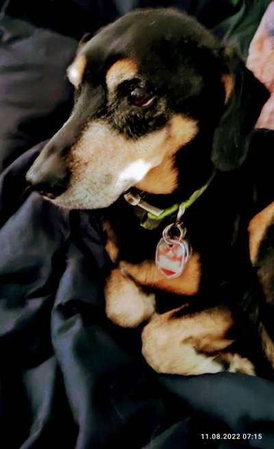Liebhaber des Deutschen Pinscher gesucht.-Beitrag-Bild