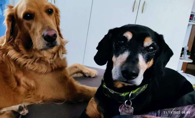 Wo sind die Golden Retriever Liebhaber?-Beitrag-Bild