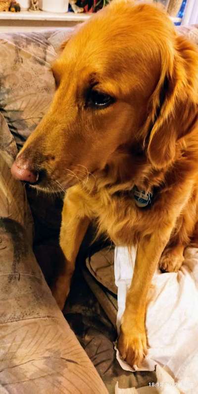 Wo sind die Golden Retriever Liebhaber?-Beitrag-Bild