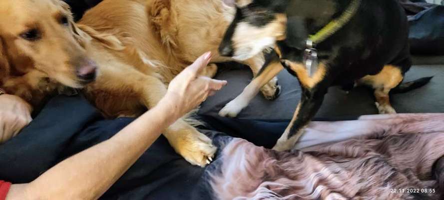 Wo sind die Golden Retriever Liebhaber?-Beitrag-Bild