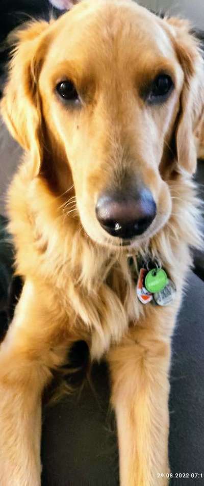 Wo sind die Golden Retriever Liebhaber?-Beitrag-Bild