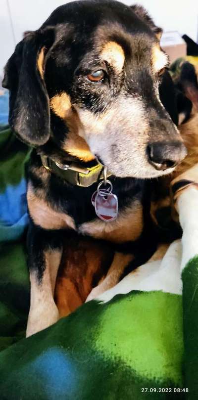 Liebhaber des Deutschen Pinscher gesucht.-Beitrag-Bild