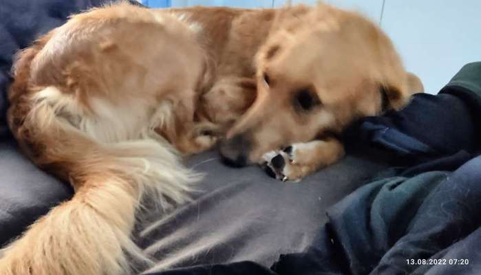 Wo sind die Golden Retriever Liebhaber?-Beitrag-Bild