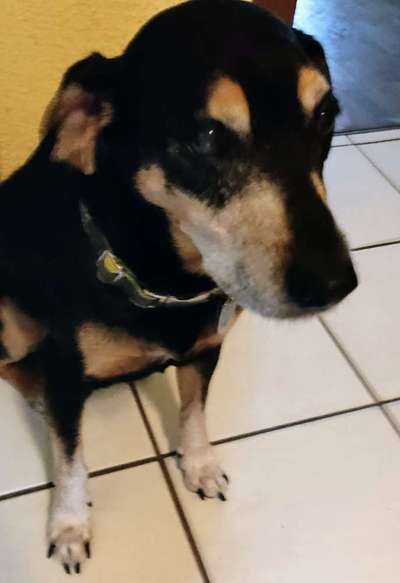 Liebhaber des Deutschen Pinscher gesucht.-Beitrag-Bild