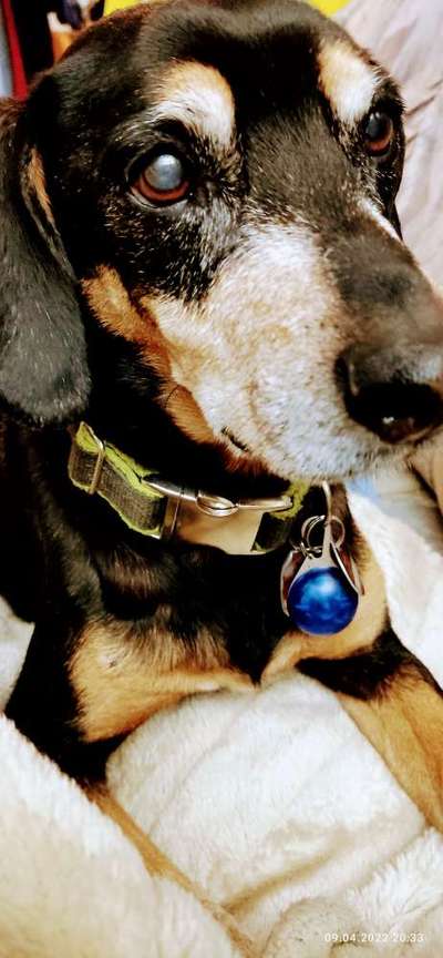 Liebhaber des Deutschen Pinscher gesucht.-Beitrag-Bild