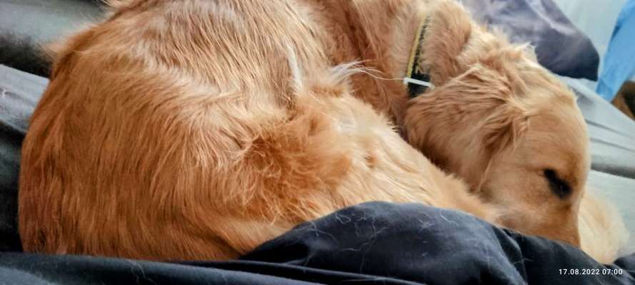 Wo sind die Golden Retriever Liebhaber?-Beitrag-Bild