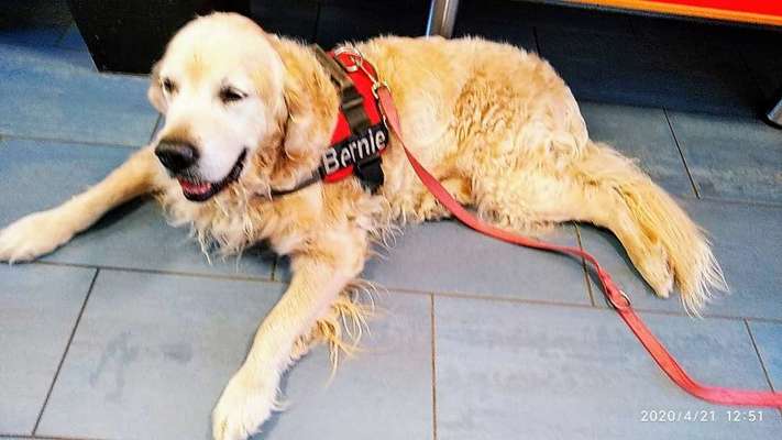 Unsere Fellnasen im Regenbogenland-Beitrag-Bild