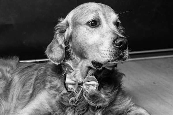 Wo sind die Golden Retriever Liebhaber?-Beitrag-Bild