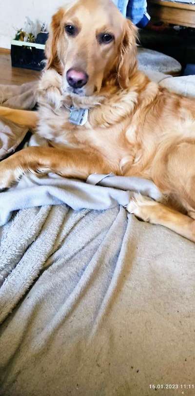 Wo sind die Golden Retriever Liebhaber?-Beitrag-Bild