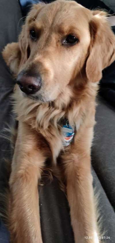 Wo sind die Golden Retriever Liebhaber?-Beitrag-Bild