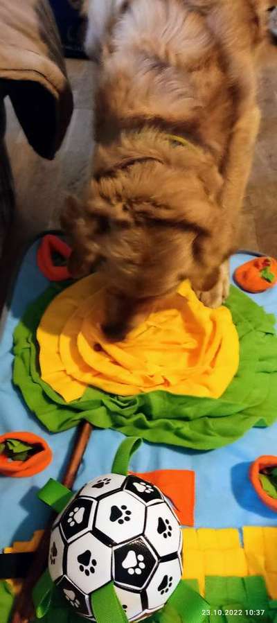 Wo sind die Golden Retriever Liebhaber?-Beitrag-Bild