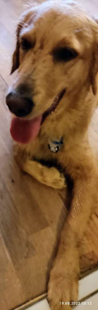 Wo sind die Golden Retriever Liebhaber?-Beitrag-Bild