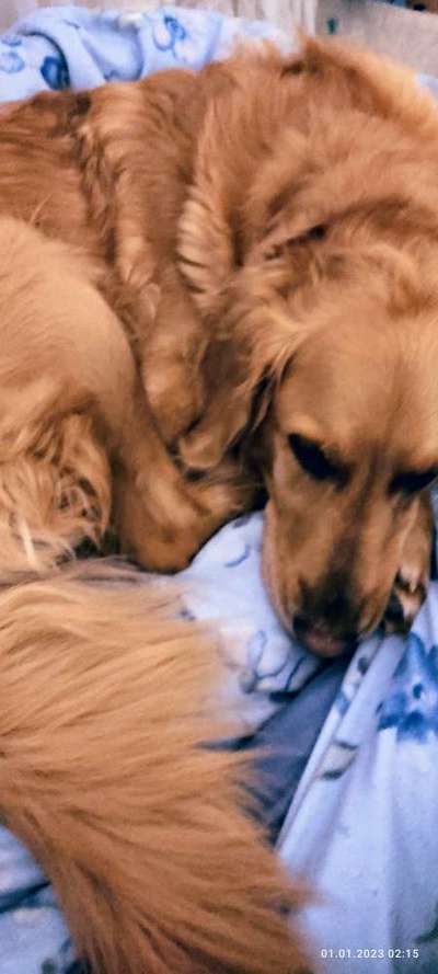 Wo sind die Golden Retriever Liebhaber?-Beitrag-Bild