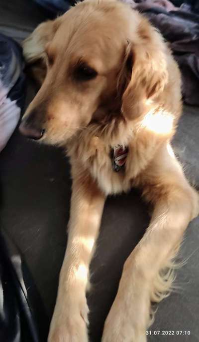 Wo sind die Golden Retriever Liebhaber?-Beitrag-Bild