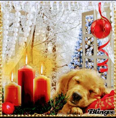 Wo sind die Golden Retriever Liebhaber?-Beitrag-Bild