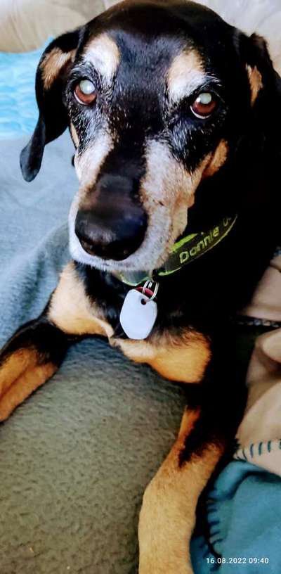 Liebhaber des Deutschen Pinscher gesucht.-Beitrag-Bild