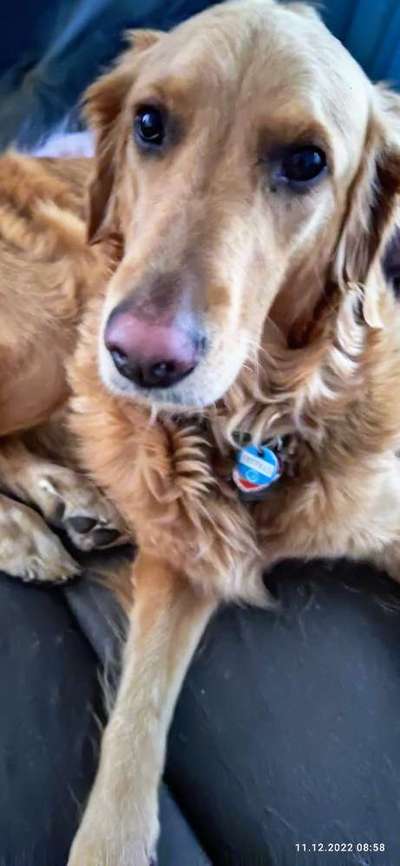 Wo sind die Golden Retriever Liebhaber?-Beitrag-Bild