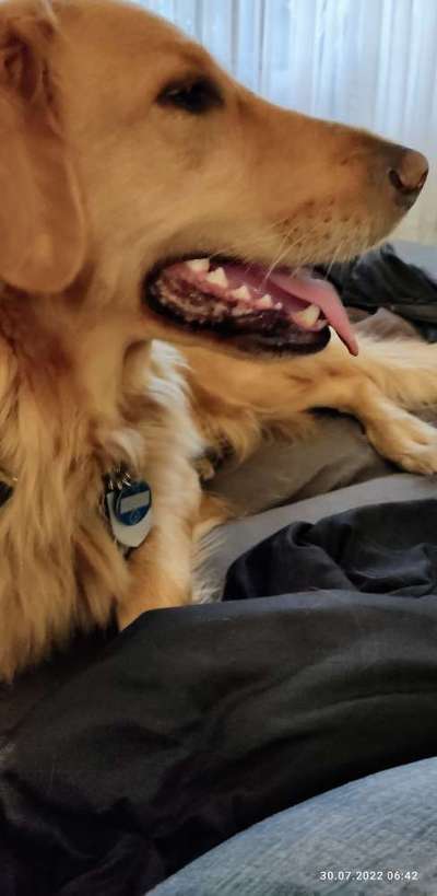 Wo sind die Golden Retriever Liebhaber?-Beitrag-Bild