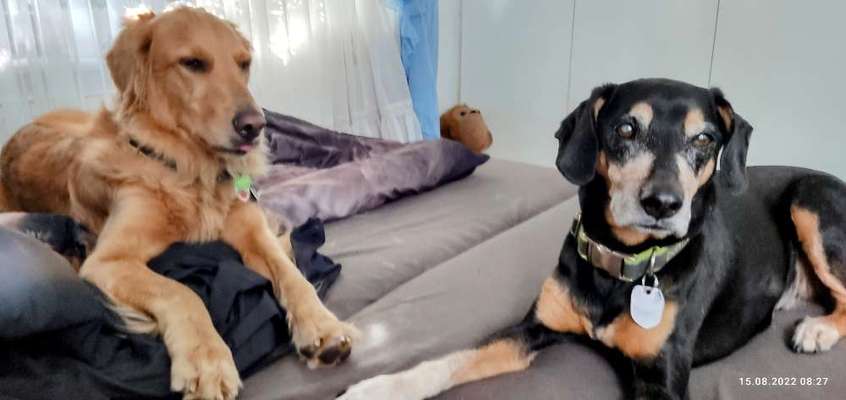 Wo sind die Golden Retriever Liebhaber?-Beitrag-Bild