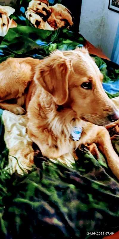 Wo sind die Golden Retriever Liebhaber?-Beitrag-Bild