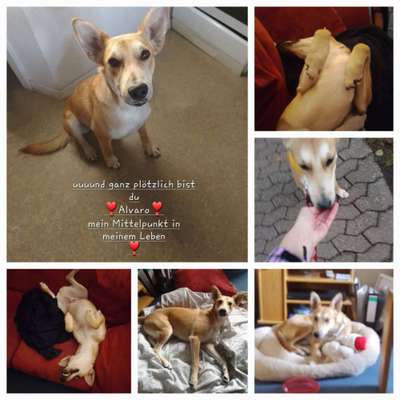 TierschutzhundeStammtisch🐕-Beitrag-Bild