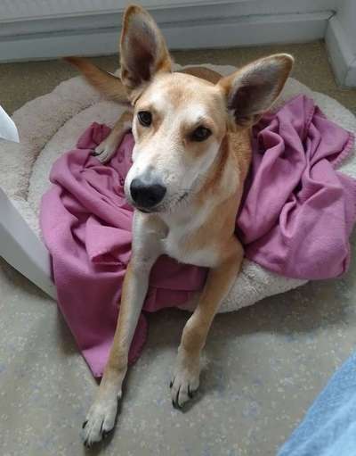 Auslandstierschutz-Beitrag-Bild