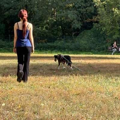 Hundetreffen-Gassi-Partner und Spielfreunde gesucht-Bild