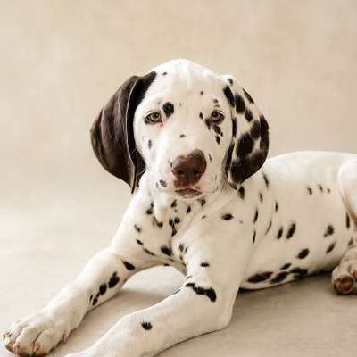 Hundetreffen-Welpen / Junghundetreff-Bild