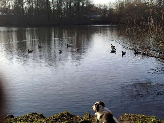 Hundetreffen-Hundefreunde treffen:)-Bild